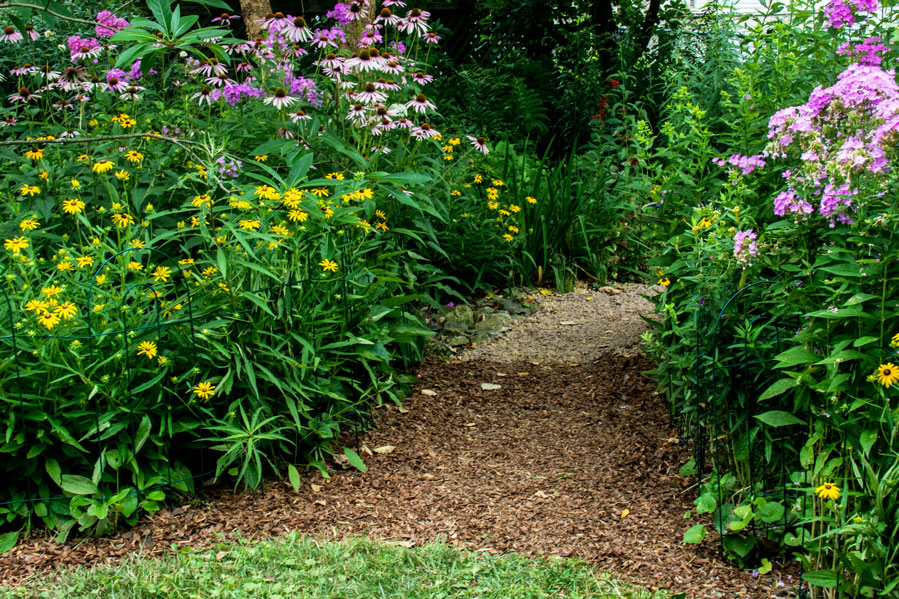 The Phytophactor Great Mid Summer Flowering Bottle Brush Buckeye