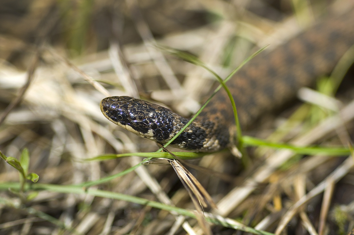 Michigan DNR Scared of snakes? No need to be Gr8LakesCamper