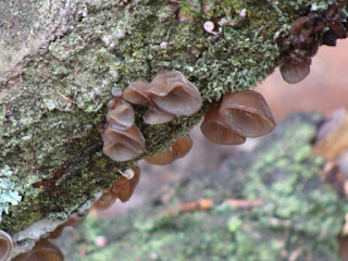 Auricularia auricula-judae DSC65701