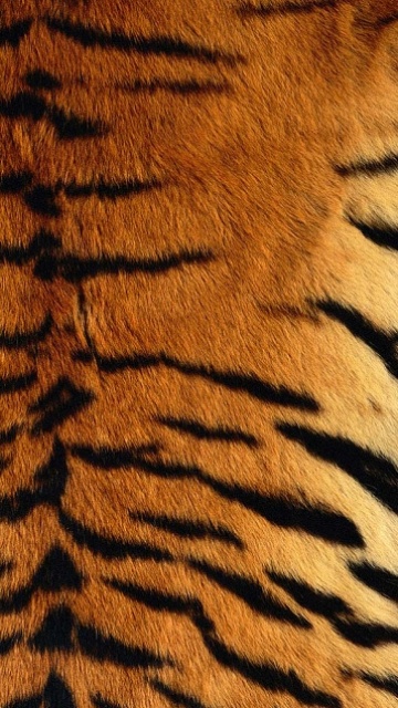 360x640 Wallpapers: Tiger skin
