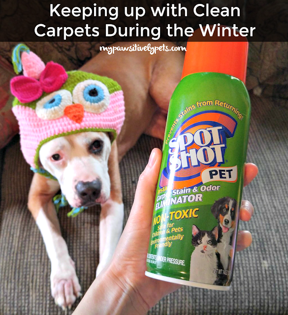 Keeping up with Clean Carpets During the Winter Pawsitively Pets