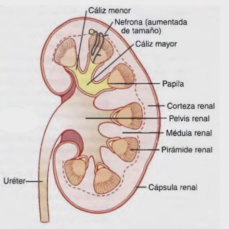 Casi-Paramédico: Anatomía fisiológica de los riñones