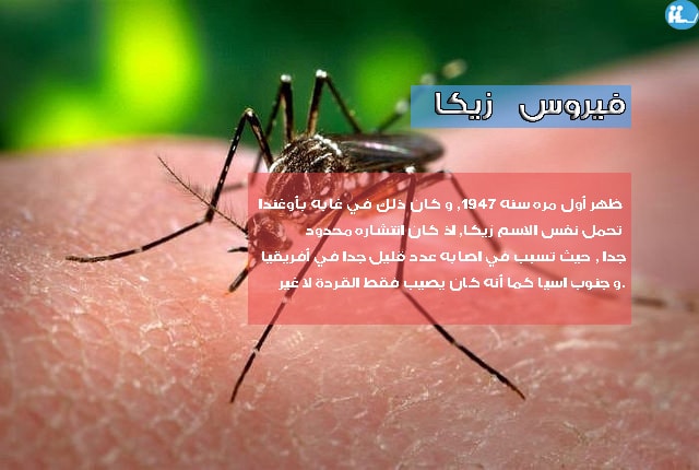 فيروس زيكا فيروس زيكا