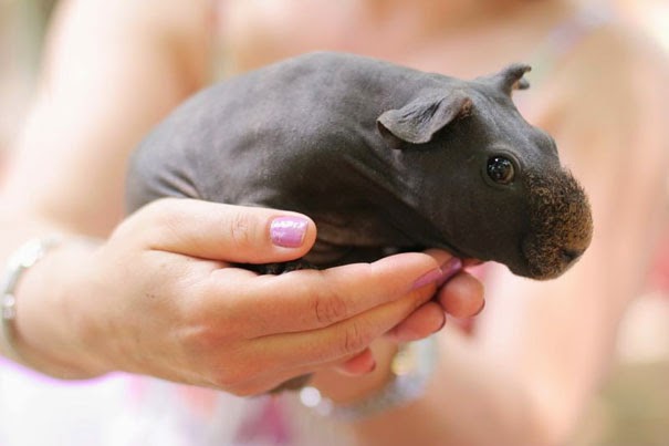 Guinea Pig without hair