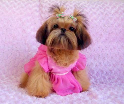 Coloque algodão no ouvido do shih tzu