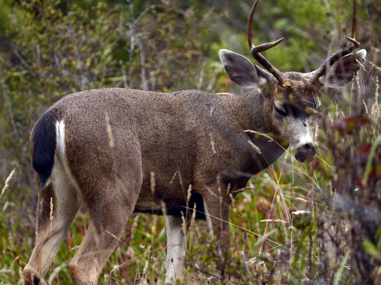 Олени окраска. Blacktail Deer. Чернохвостый олень. Хвост оленя. Black tailed Deer.