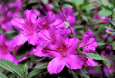 Spring Azaleas