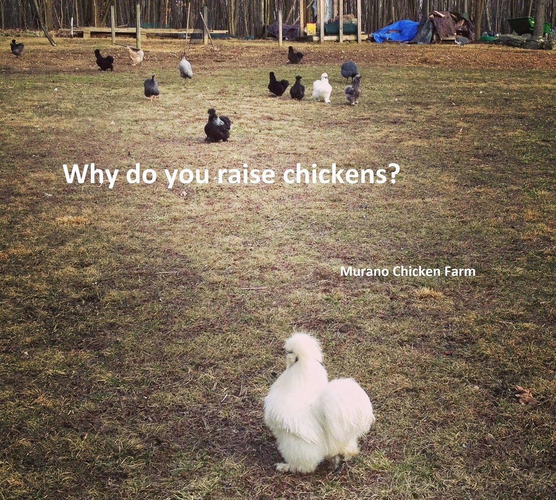 Why did you start raising chickens? Murano Chicken Farm