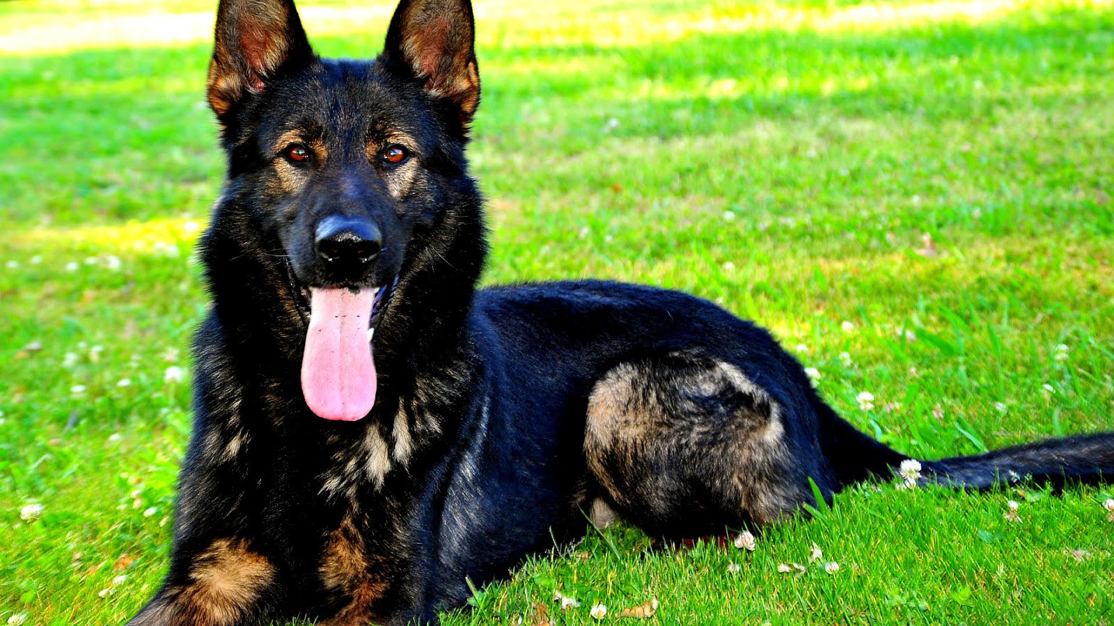 German Shepherd Guard Dog For Sale German Choices