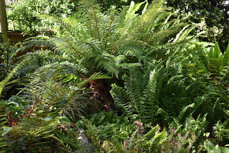 Part of the Fernery