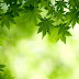 Green-Maple-Leaves