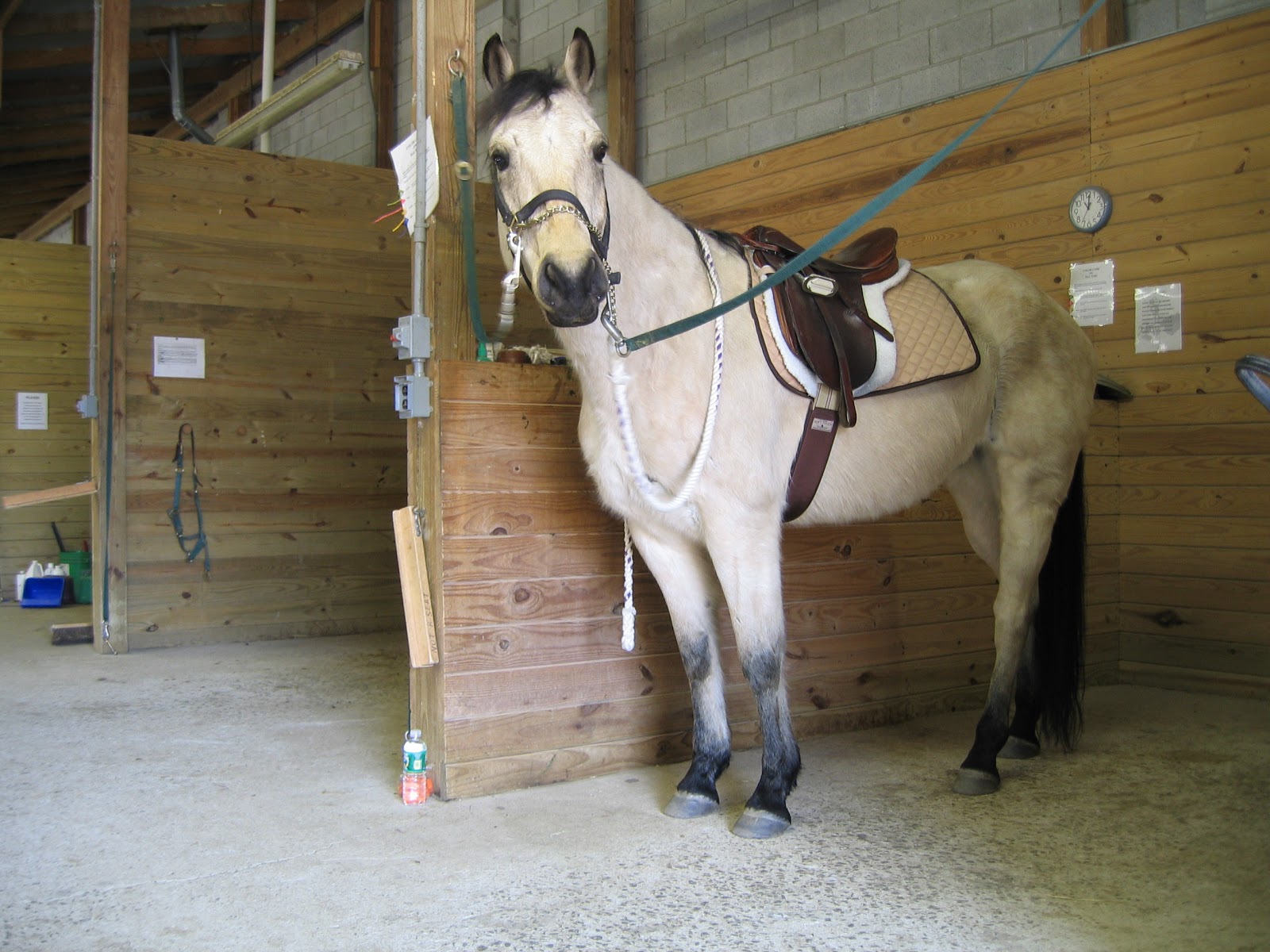 Memoirs of a Horse Girl Memoirs A Girl and Her Horse, Six Years