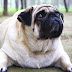 Tips to Help Your Overweight Puppy Lose Weight