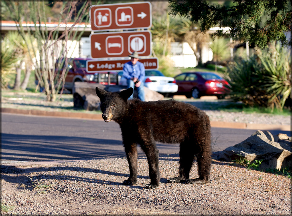 Abe's Animals Mexican black bear
