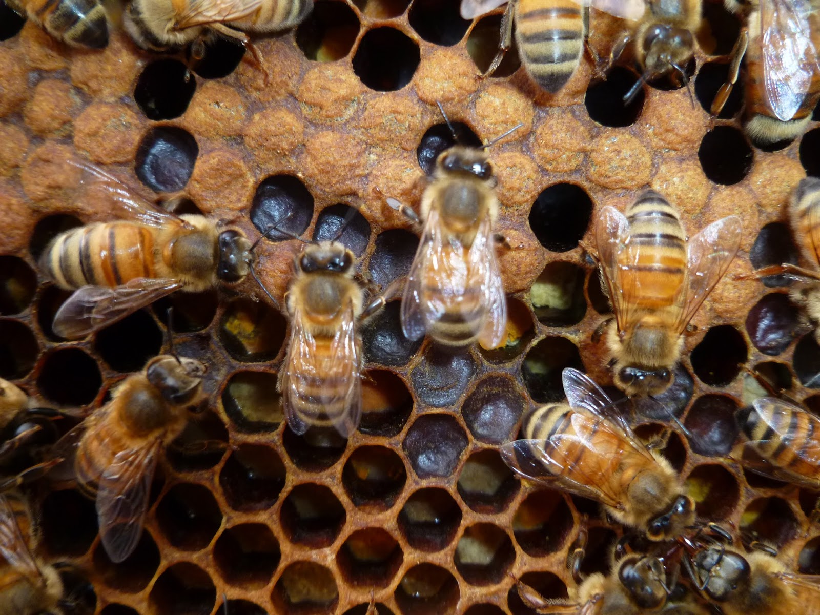 Queen Anne Bees: Spring Buildup And An Early Maple Flow