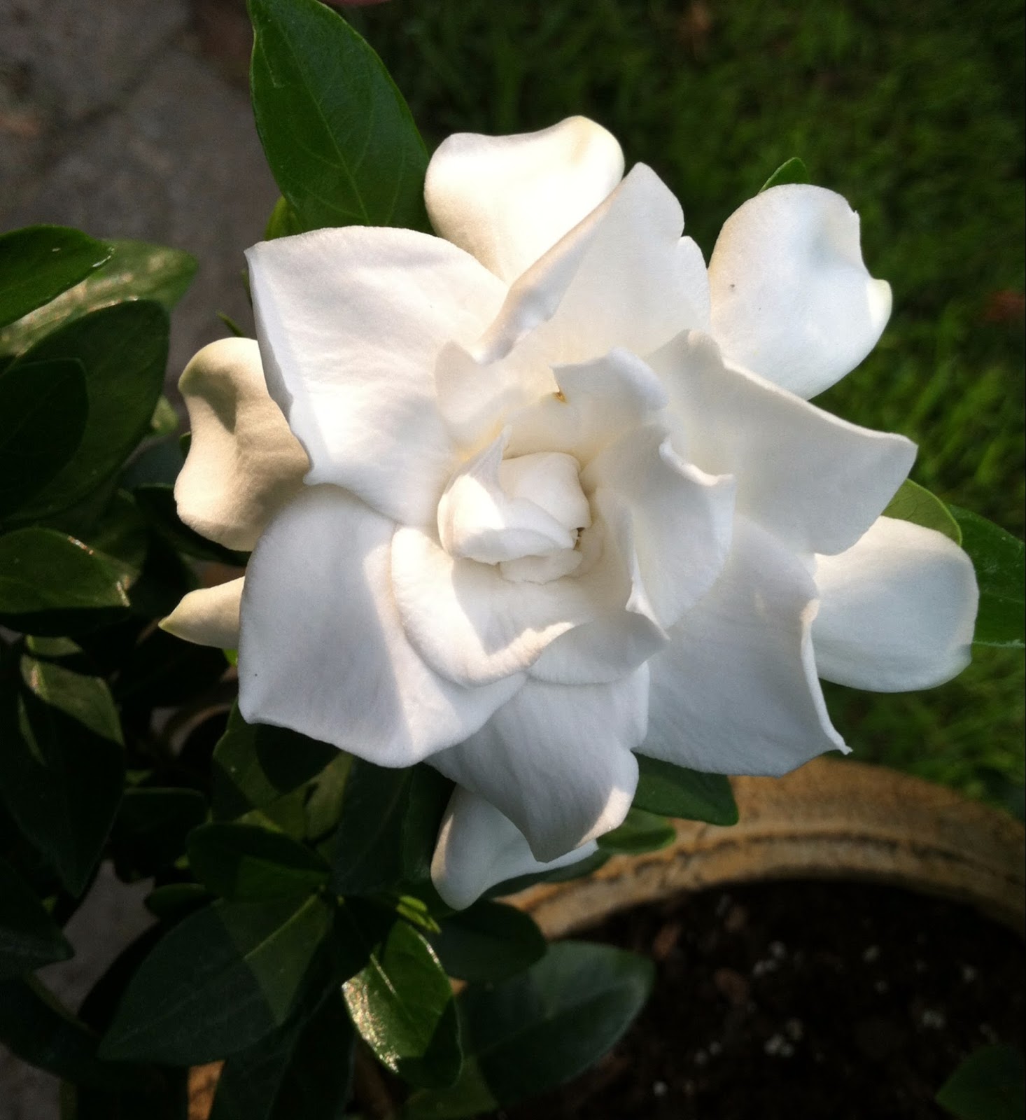 Frost Proof Gardenia In Winter