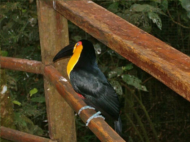 Passeio imperdivel em Foz do Iguaçu: Parque das aves