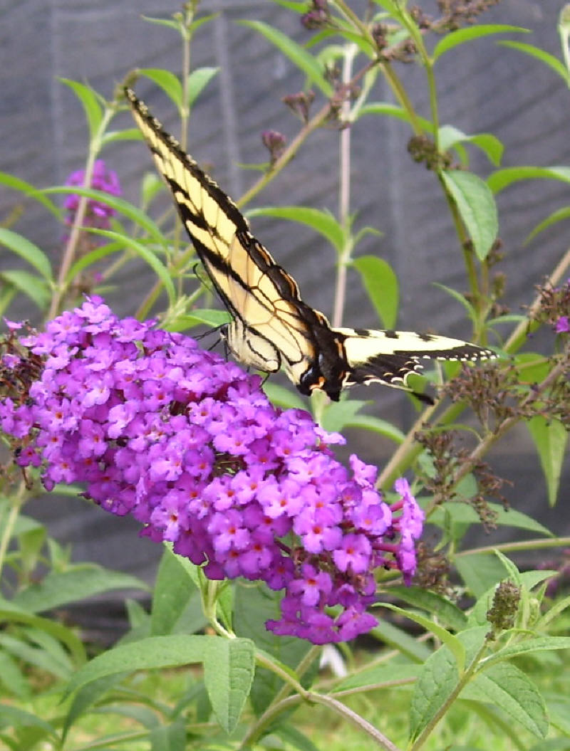 Groshs Lawn Service Landscaping Pugster Butterfly Bush