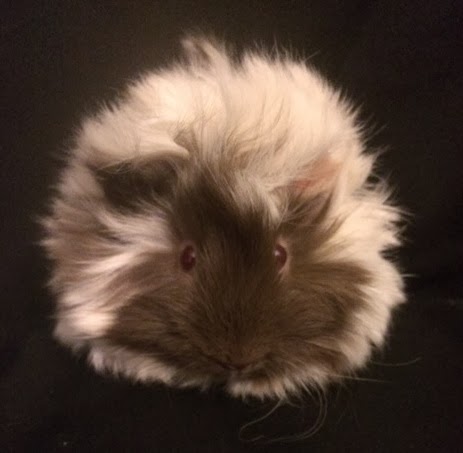 Naked And Wheek Guinea Pigs