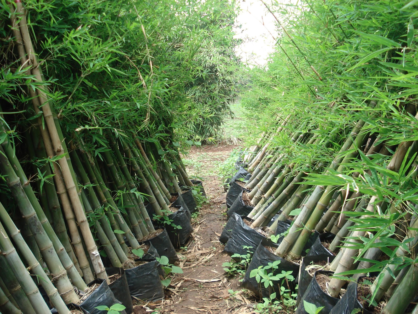 bamboo plantation planting seedlings plant