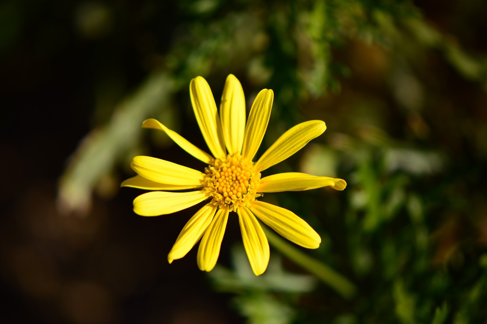 A Small, Sunny Garden Very Short Post The Yellow Daisy