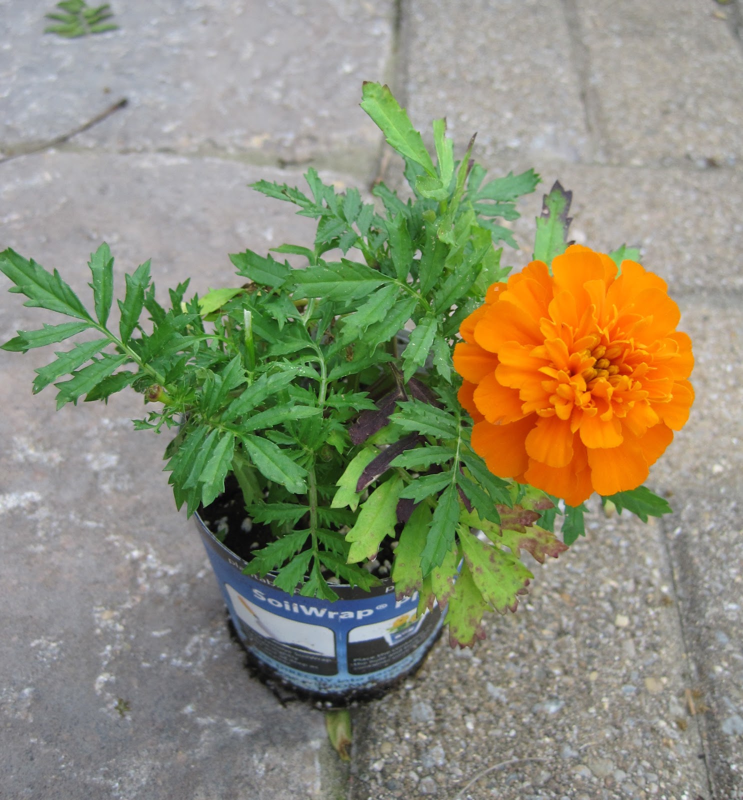 Life of a Marigold A One Act Play