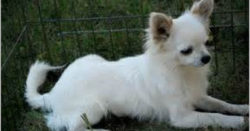 All About Dogs Images Long Hair Chihuahua Breeders