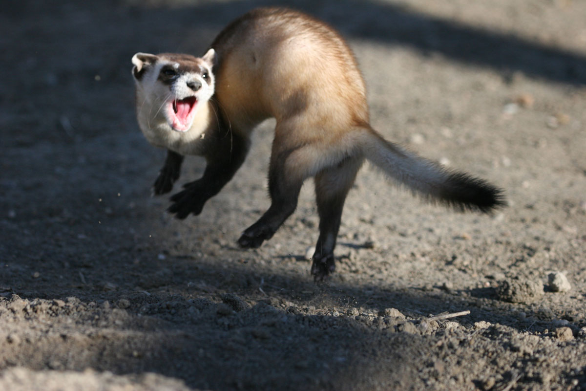 Endangered Animals BlackFooted Ferret Endangered Animals BlackFooted Ferret