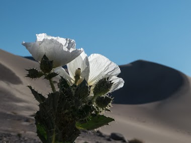 Spring in Death Valley National Park (Photo  post)