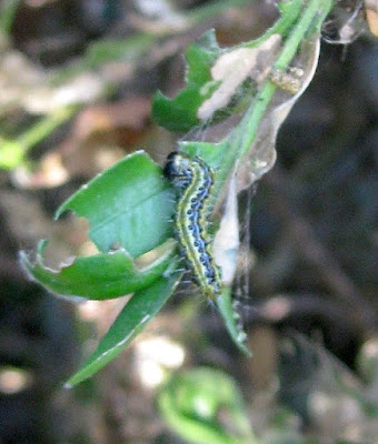 box caterpillar
