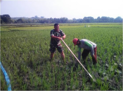 BABINSA JATITENGAH PENDAMPINGAN PENYIANGAN RUMPUT