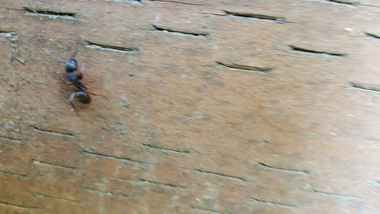 Renton pest control PEST CONTROL FOR LITTLE BLACK ANTS CARPENTER ANTS