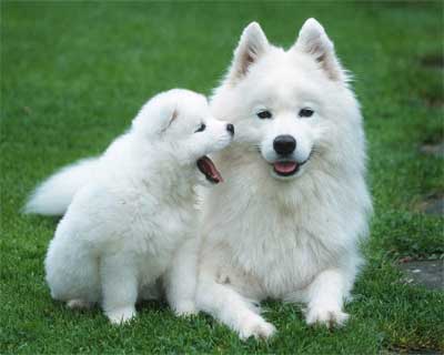 All About Pet And Fashion Si Putih Tak Berbau