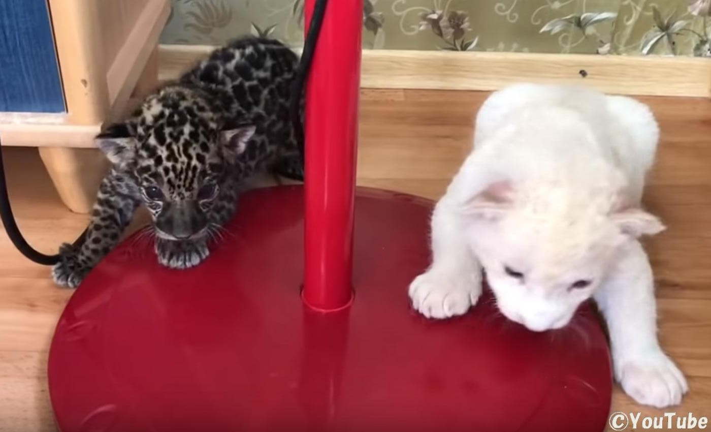 ホワイトライオンとジャガーの赤ちゃんが一緒に戯れる プレデターtv 肉食獣動画