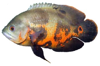 Peixe Apaiari (Astronotus ocellatus)