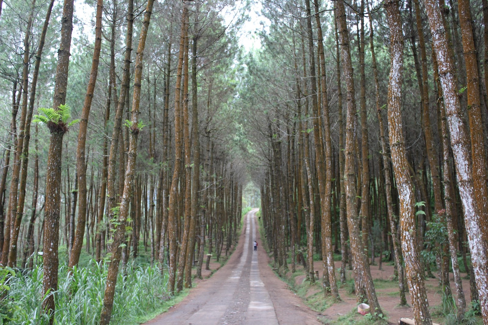 Hutan Pinus Kragilan Spot Wisata Cantik Yang Lagi Hits Di Instagram