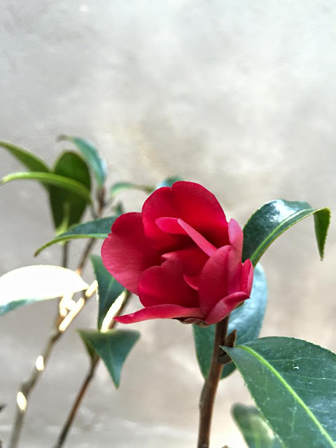 Camellia 'night rider' 