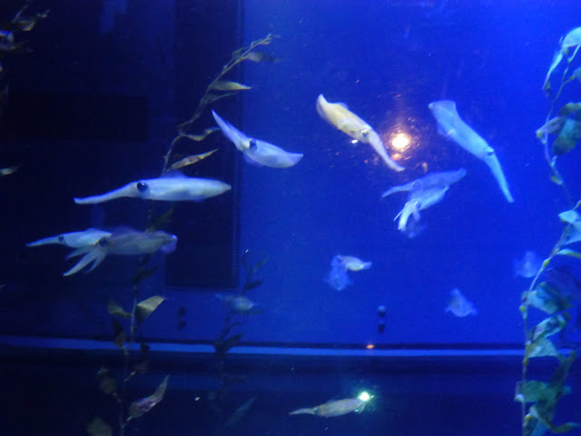 aquarium Kaiyukan à Osaka Japon