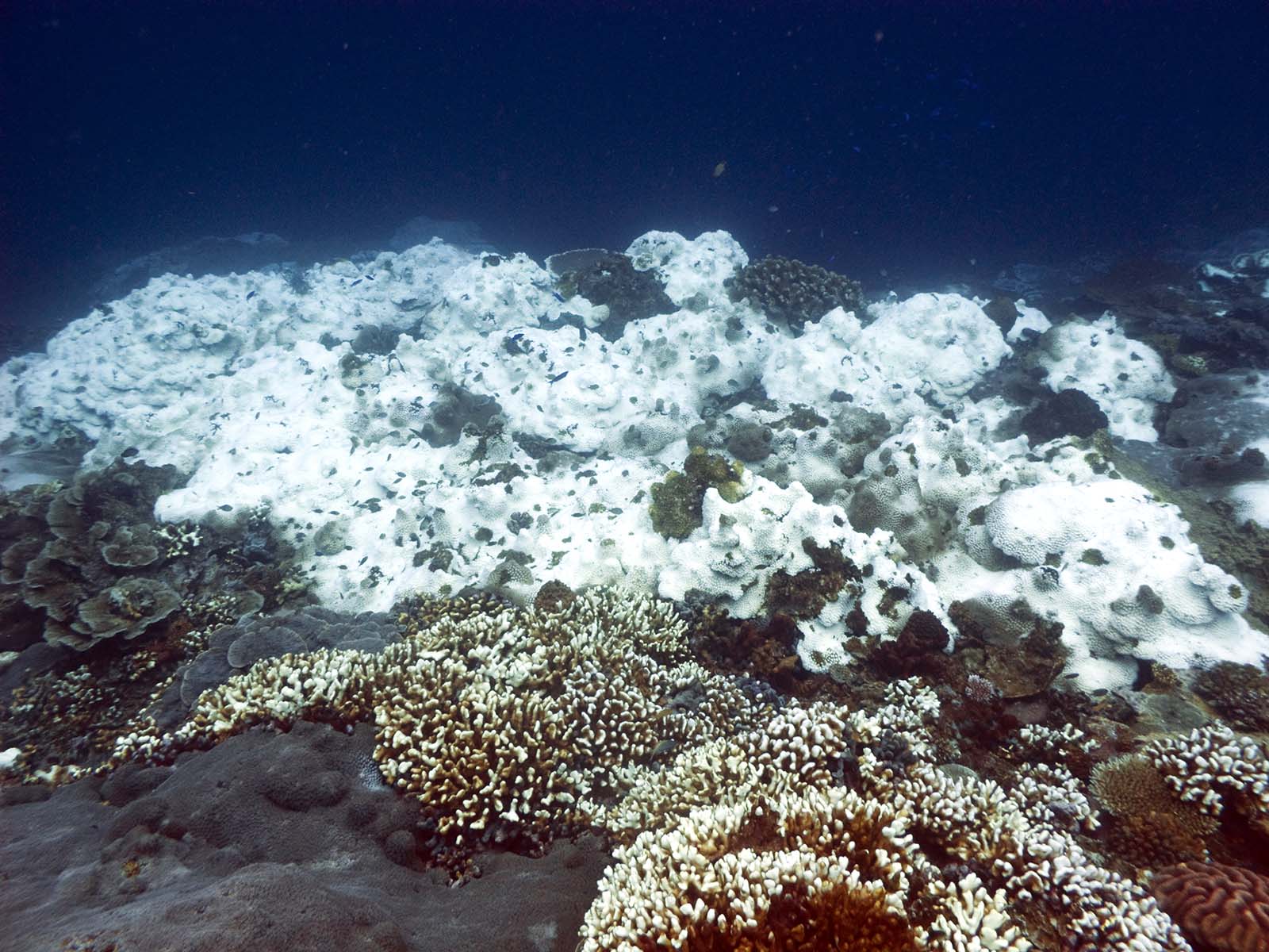 Seemorerocks The Great Barrier Reef Is Dying-9794