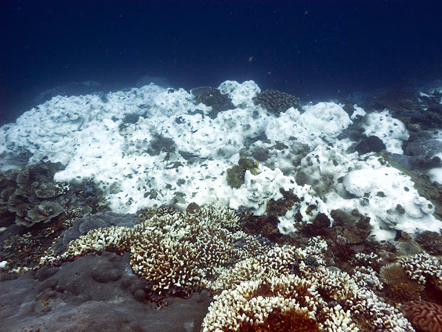 Seemorerocks The Great Barrier Reef Is Dying-5574