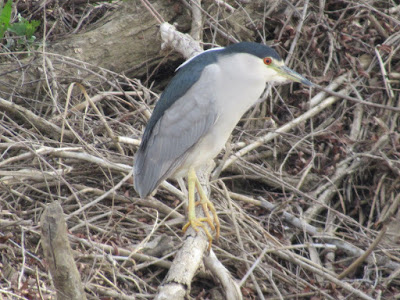 northern california birding birdwatching