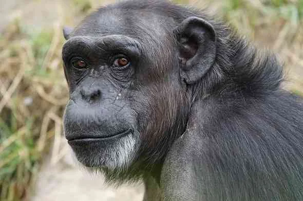 10-compares-between-chimpanzee-and-Human-10-مقارنات-و-فرق-بين-اوجه-التشابه-و-الاختلاف-بين-الشمبانزي-والانسان