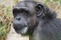 10 مقارنات في الفرق و أوجه التشابه و الاختلاف بين الشمبانزي والإنسان