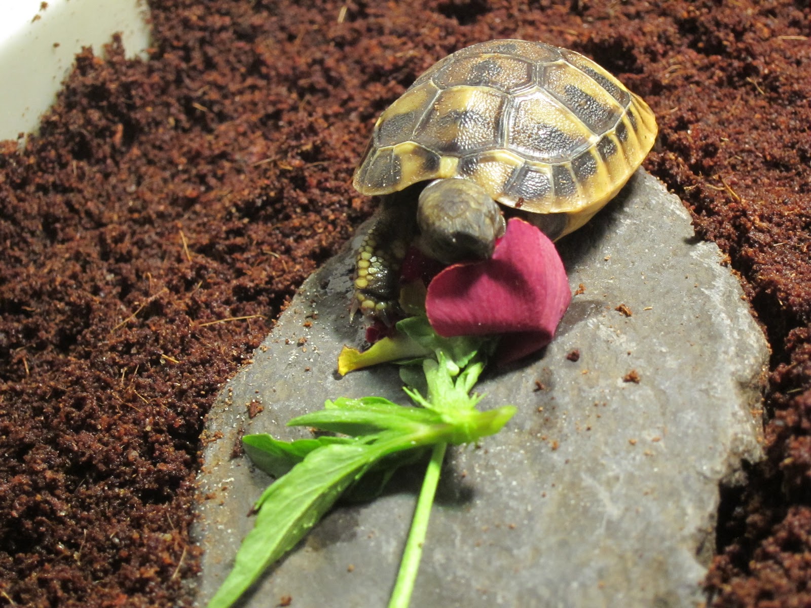 Our Family Baby Hermann Tortoise