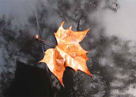 Nervi D Arpa Le Foglie Che Cadono