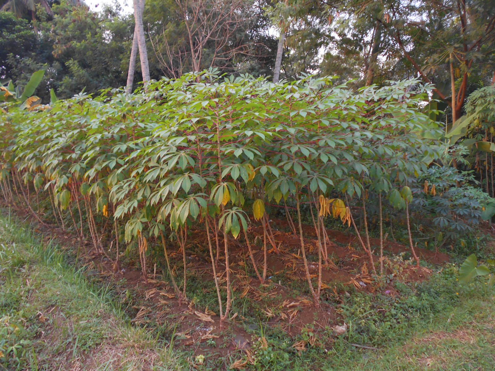 Yukhidupsehat agwingallery: KHASIAT SINGKONG ( Manihot esculenta ) BILA