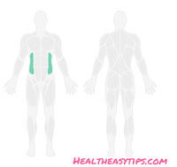 Best exercises and ADS | training for Beginners Best exercises and ADS | training for Beginners