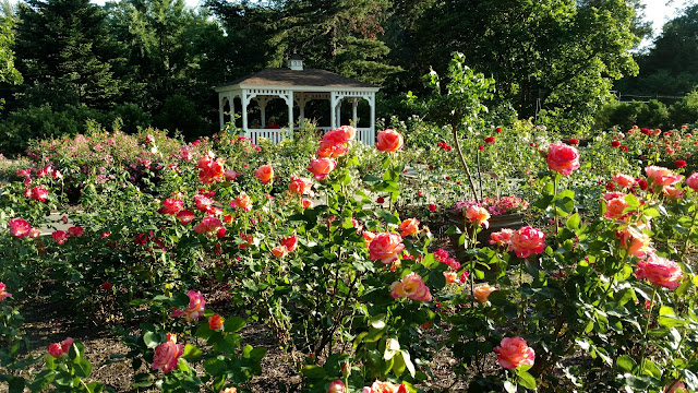 Сад Троянд Рудольфа В. Ван Дер Гута, Сомерсет, Нью-Джерсі (Rudolf W. van der Goot Rose Garden, Somerset, NJ)