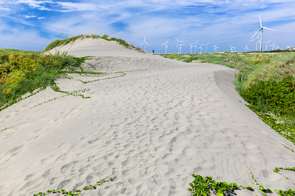 彰化線西海邊濱刺麥，隨著風吹滾動的刺球，就像沙灘上的保齡球
