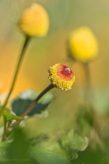 Kräutergarten, Kräuterbeet, Heilkräuter im Garten, Spilanthes oleracea